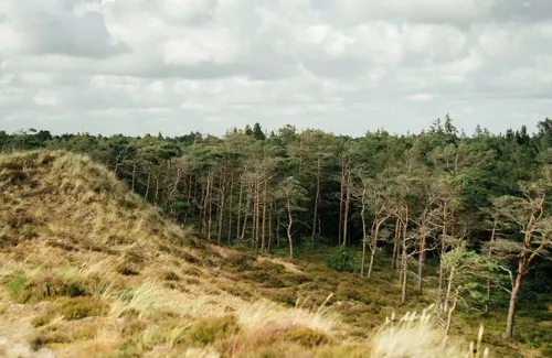 klithjem_badehotel_natur_klitter_skov.webp