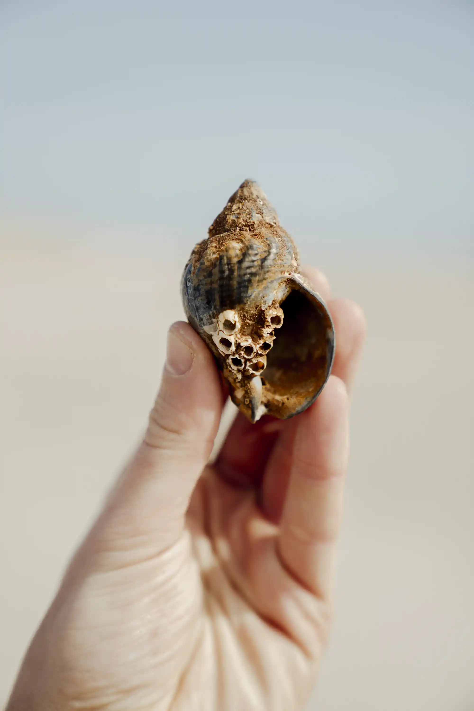 klithjem_badehotel_strand_snegl.webp