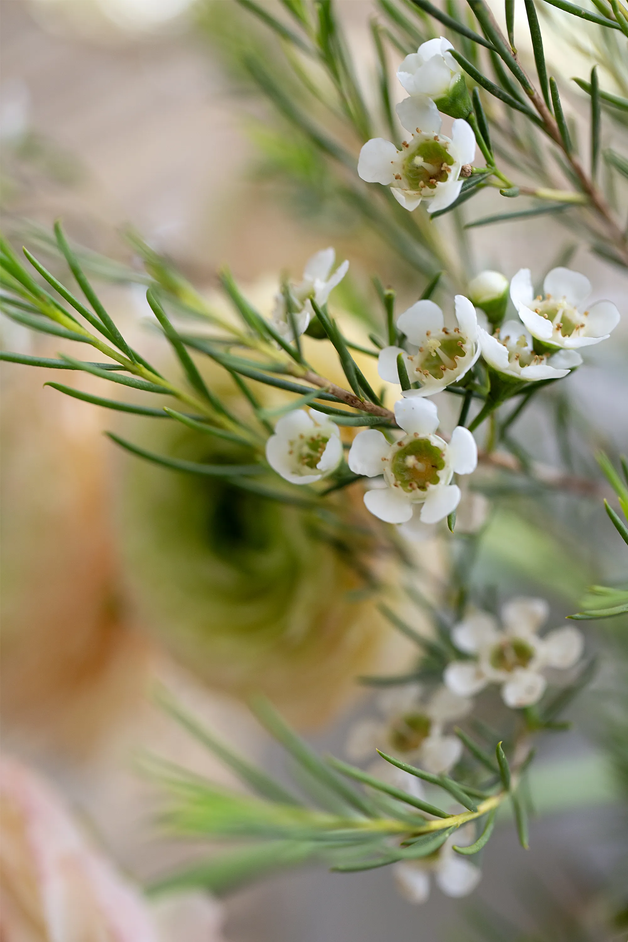 Klithjem_Badehotel_flowers.webp