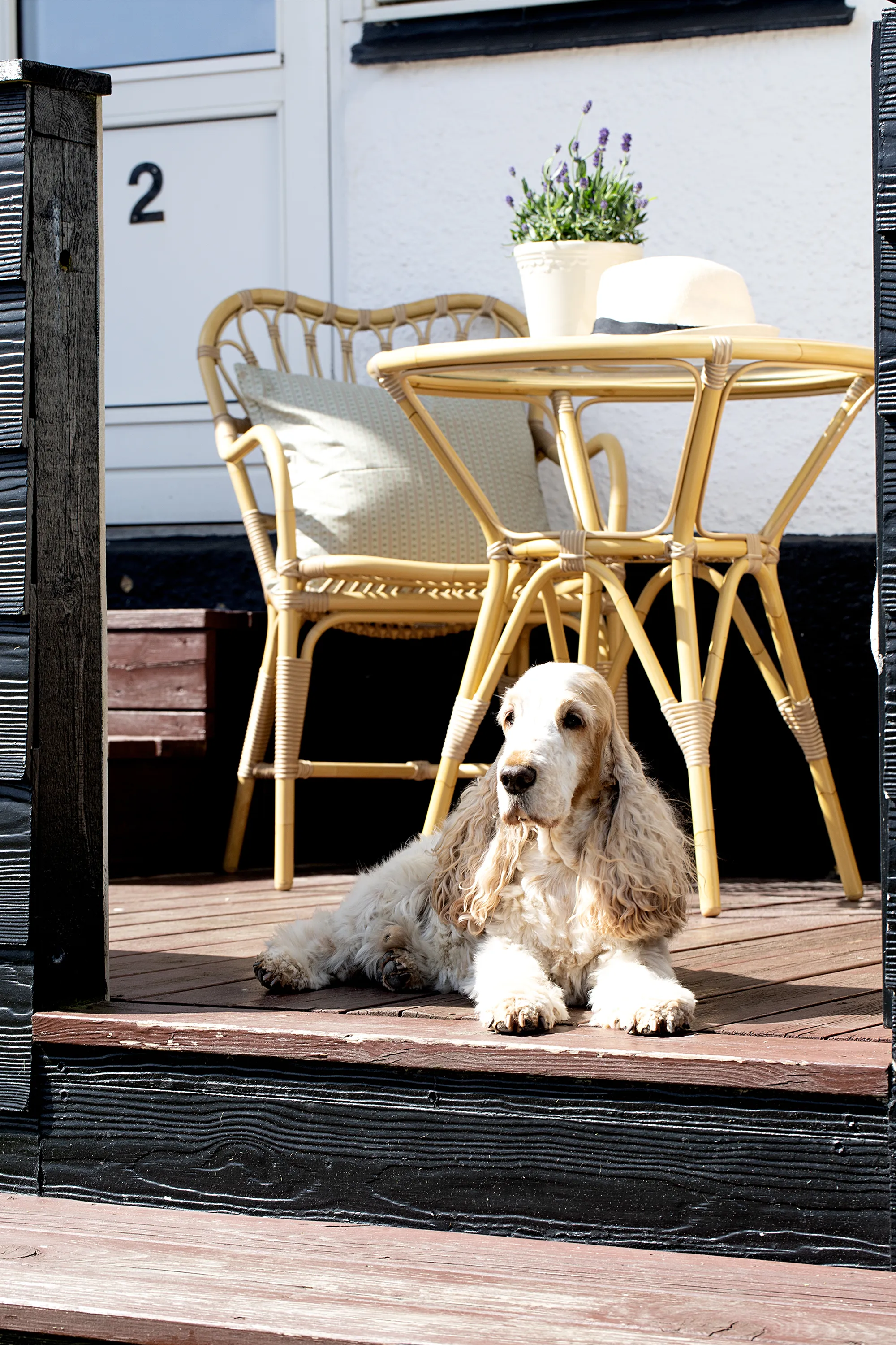 Klithjem_Badehotel_Vejers_hund-i-solen.webp