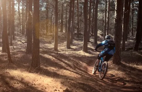 klithjem_badehotel_mountainbike_skov.webp